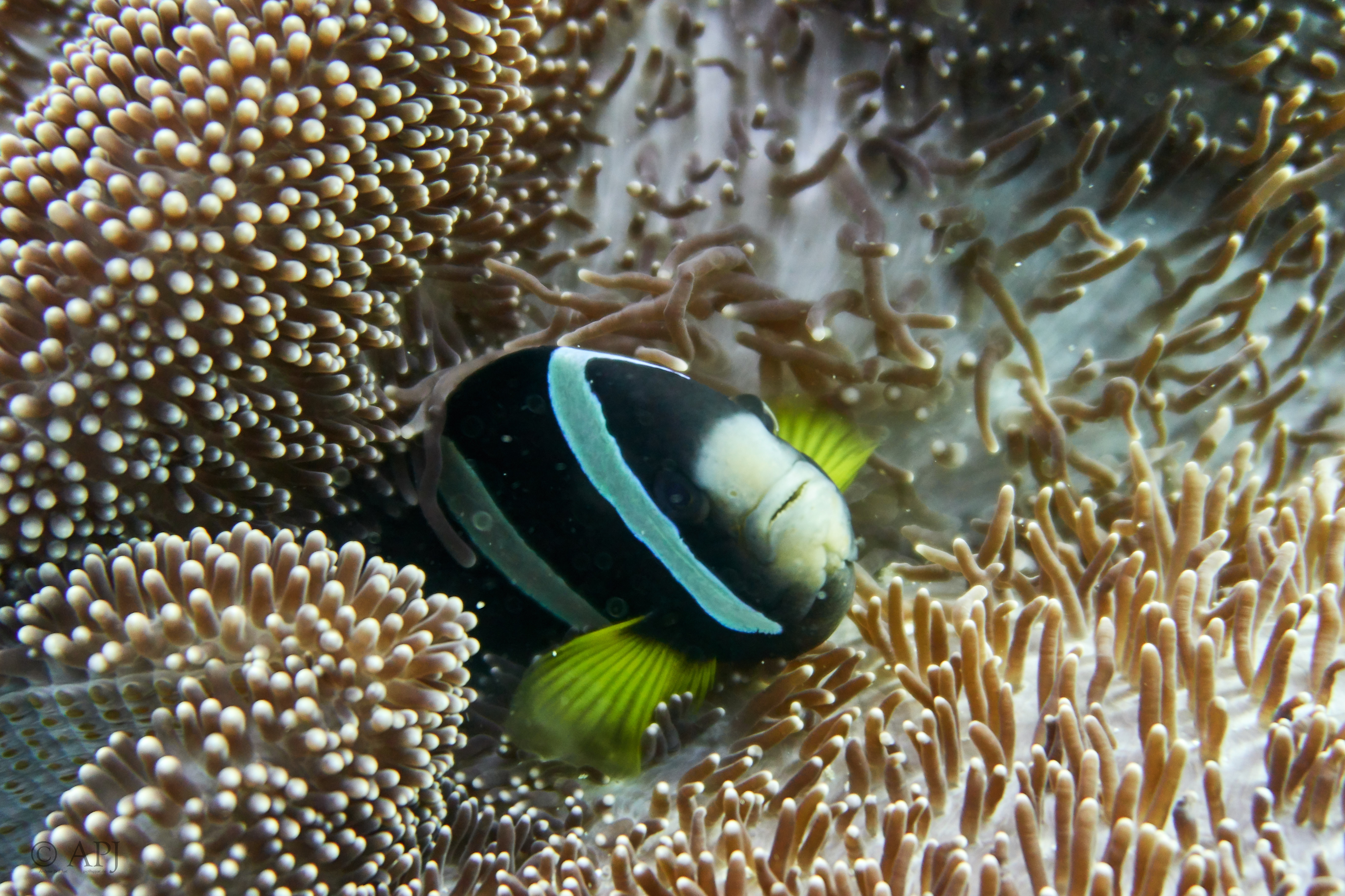 002116 17 08 17  Canon PowerShot G7 X Mark II   Malediven2017